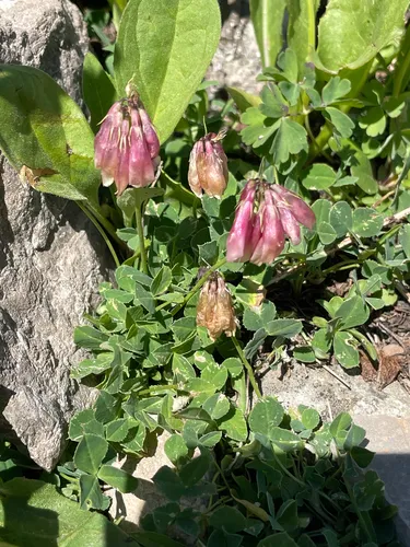 Hayden's Clover — photo by Daniel J. Layton