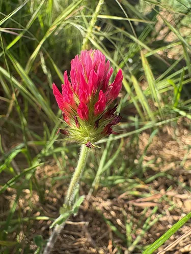 Crimson Clover — photo by atzshards