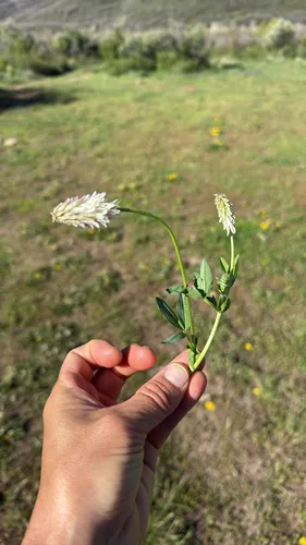 King's Clover — photo by earthbeat