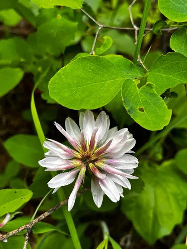 Twin Clover — photo by Charlotte