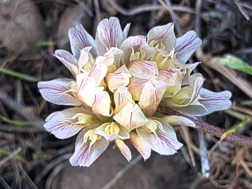 Lemmon's Clover — photo by Bob Sweatt