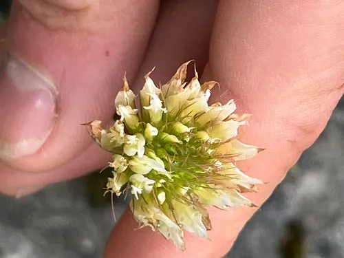Droopflower Clover (subsp. reflexum) — photo by Remington Jackson