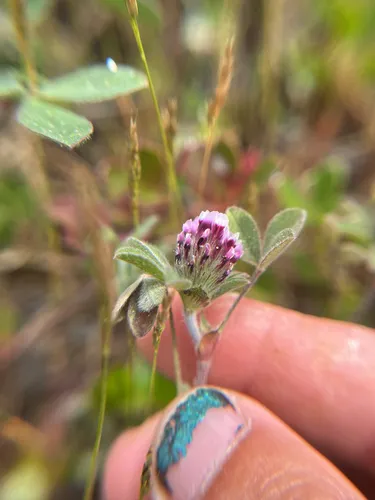 Chilean Clover — photo by Thérèse Burns