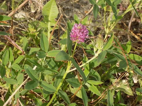 Zigzag Clover — photo by Masha