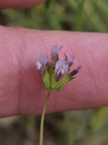 Fewflower Clover — photo by Sarah L Larson