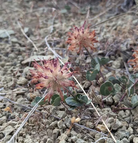 Owyhee Clover — photo by wetlandwanderer