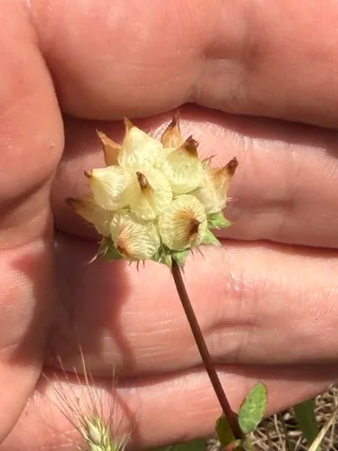Piorkowski's Clover — photo by Stephen Clifford