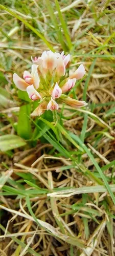Peanut Clover — photo by Cecilia Fer Díaz