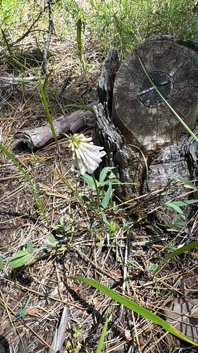Shasta Clover — photo by ronlogan