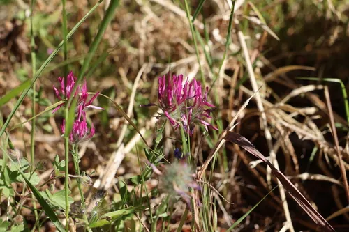 Purple Clover — photo by Noam morad