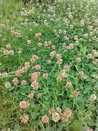 White Clover — photo by Tom Norton