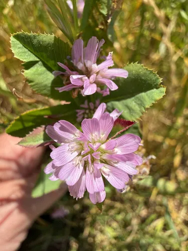 Reversed Clover — photo by stokingthefire