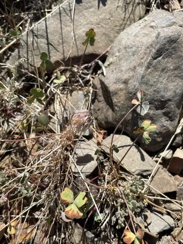Rollins' Clover — photo by Patrick Silbey