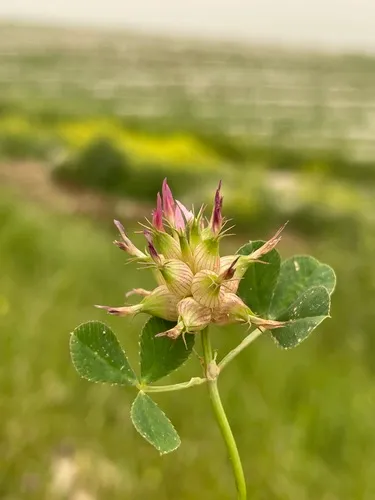 Mediterranean Clover — photo by Arya Aras