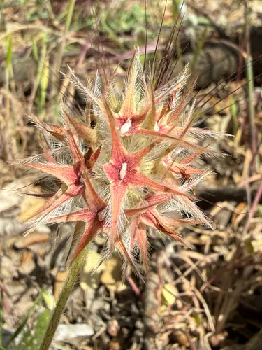 Star Clover — photo by Ana Paula Melero