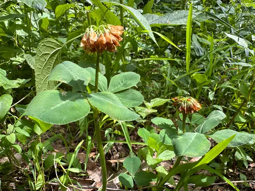 Running Buffalo Clover — photo by Josie Miller