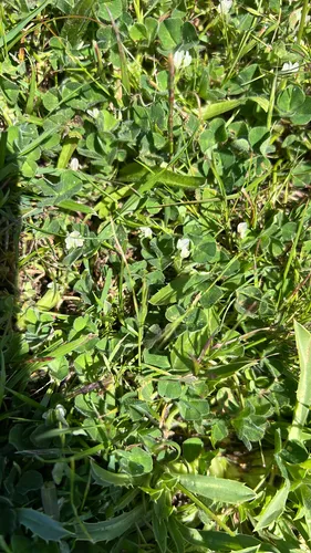 Subterranean Clover — photo by Lippia