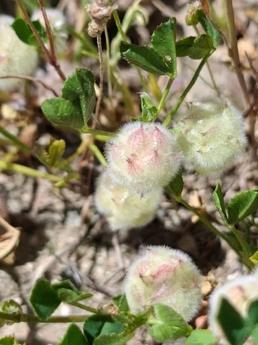 Woolly Clover — photo by Daniel Gaona Carrilero