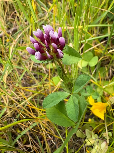 Whitetip Clover — photo by Dawn Hanna