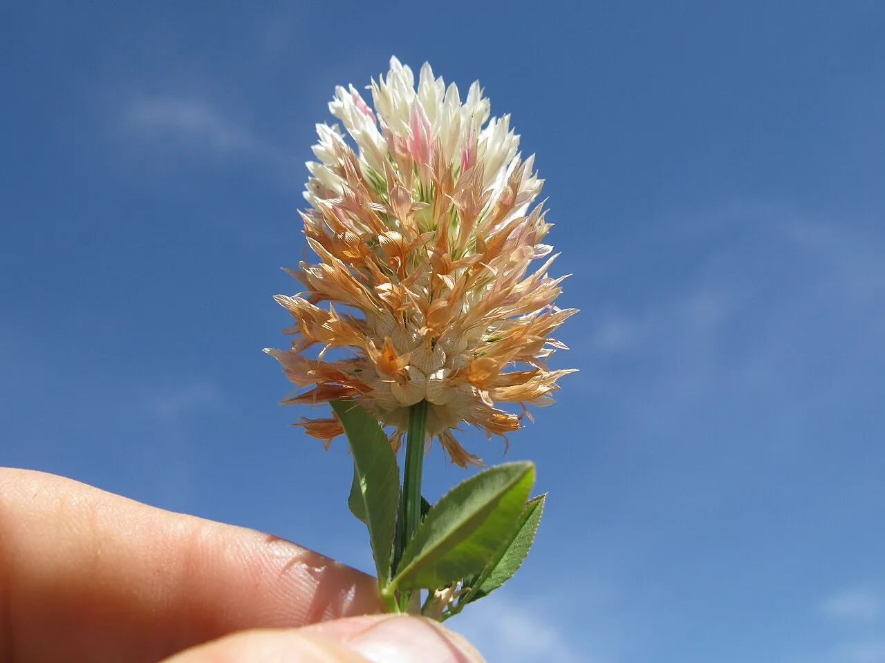Arrowleaf Clover — photo by Harry Rose from Dungog, Australia