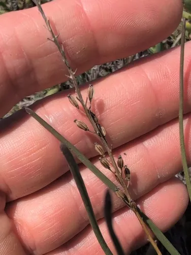 Slender Arrowgrass