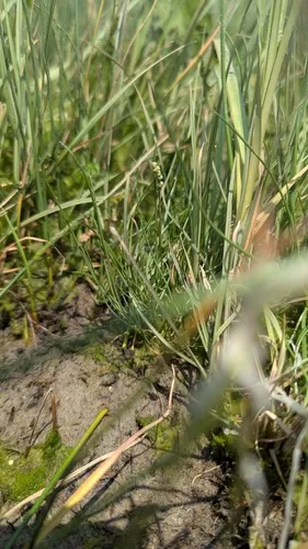 Gaspé Peninsula Arrowgrass