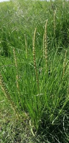 Seaside Arrowgrass