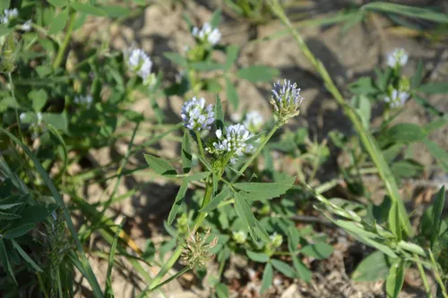Blue Fenugreek — photo by Степченков Андрей Анатольевич