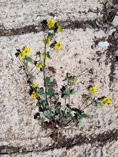 Cultivated Fenugreek