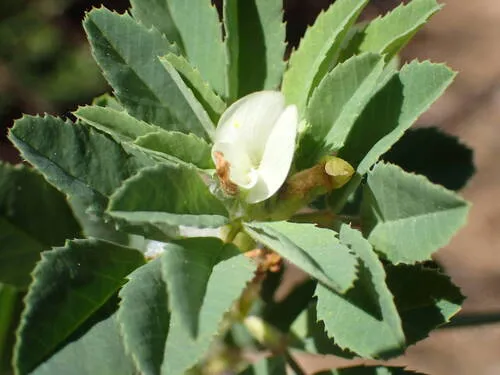 Sicklefruit Fenugreek