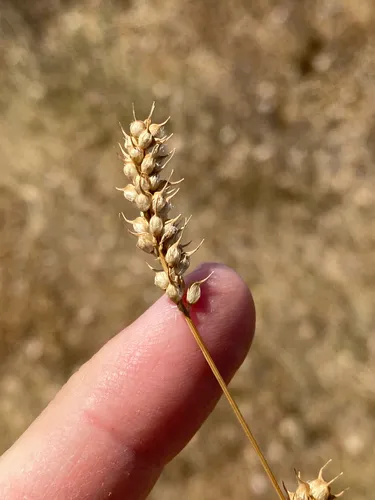 Trailing Fenugreek