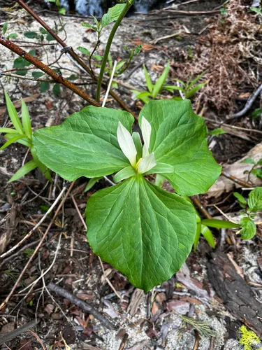 Smallflower Wakerobin (subsp. parviflorum) — photo by Connor Poylio
