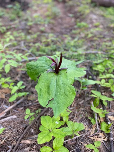 Narrowpetal Wakerobin — photo by Get.in.and.grow