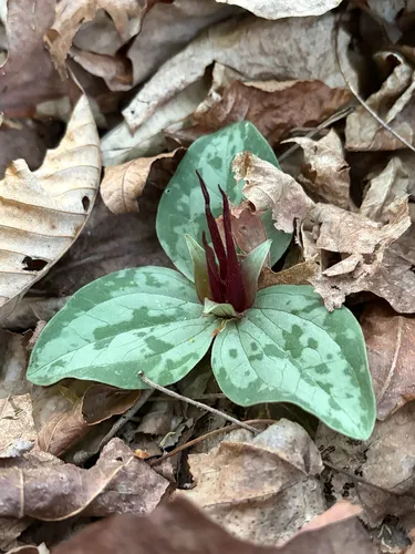 Trailing Wakerobin — photo by Kate Martin