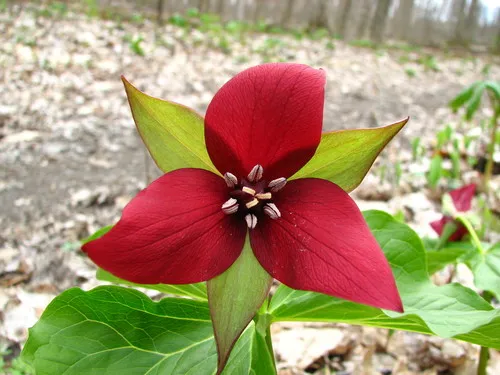 Red Trillium — photo by rnupusers