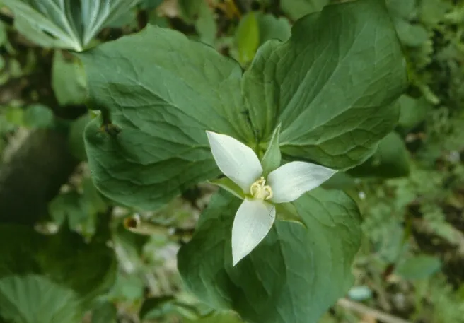 Nodding Wakerobin — photo by Wikimedia Commons