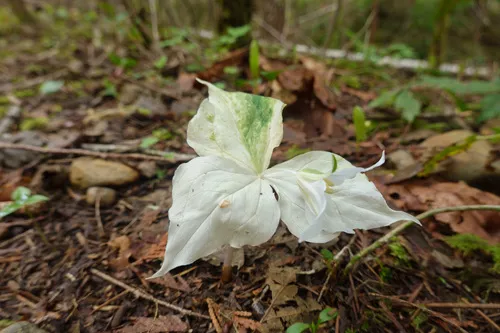 Pacific Trillium — photo by Eric Jain