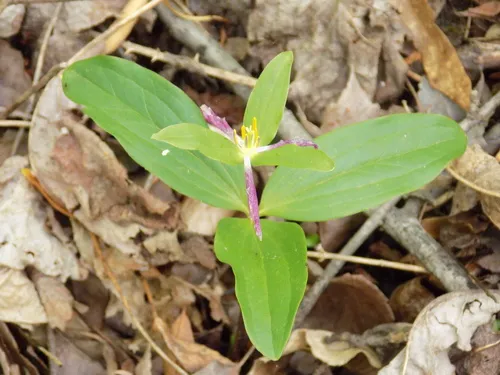 Dwarf Wakerobin