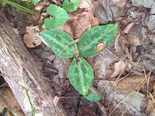 Confederate Wakerobin