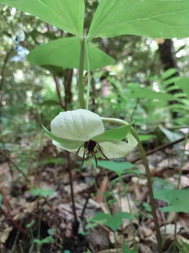 Illscented Wakerobin — photo by Wade Harrison