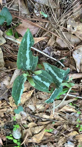 Longbract Wakerobin — photo by Sara Gottlieb