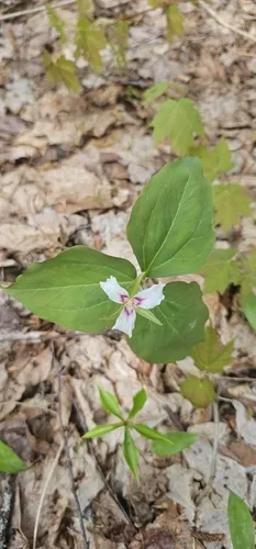 Painted Trillium — photo by Nathan Perkins