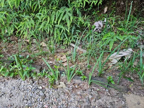 Martinique Trimezia