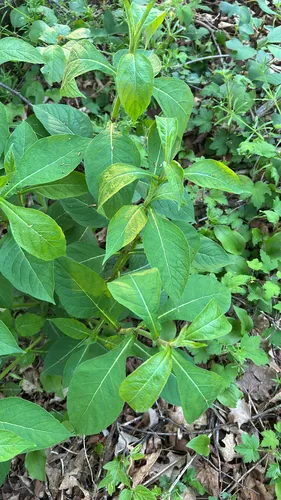 Orangefruit Horse-gentian