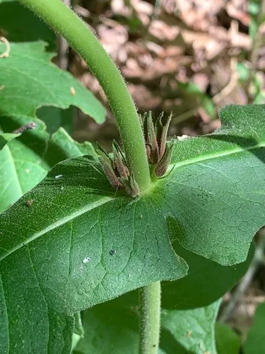 Feverwort