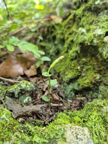 Craighead's Noddingcaps