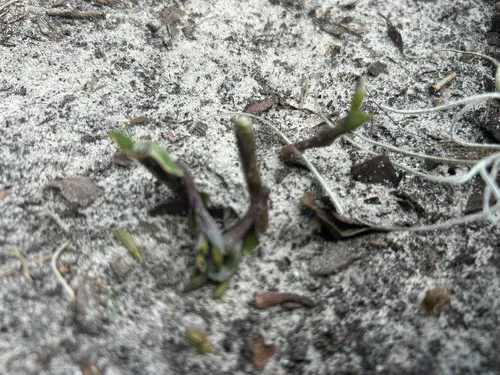 Gentian Noddingcaps
