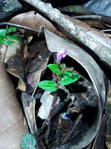 Hernando County Noddingcaps