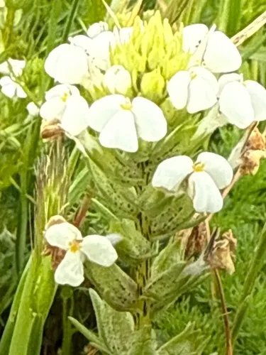 Yellowbeak Owl's-clover