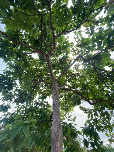 Ant Tree